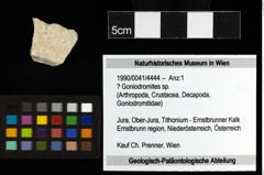 Foto (Objekt + Etiketten) von ? Goniodromites sp. 